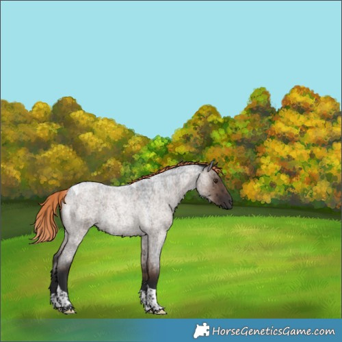 Horse Color:Liver Red Dun Roan Tobiano Rabicano Brindle