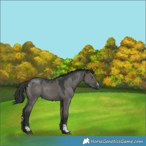 Horse Color:Grullo Sabino Rabicano 
