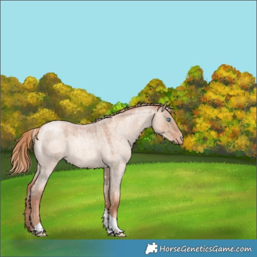 Horse Color:Gold Champagne Roan Dun Tobiano Snowflake Varnish 