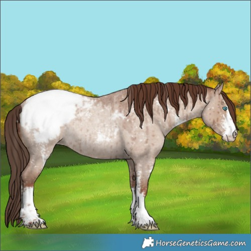 Horse Color:Classic Champagne Roan Dun Sabino Snowcap Rabicano Brindle 