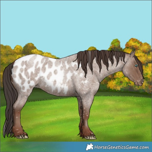 Horse Color:Classic Champagne Roan Near Leopard Rabicano