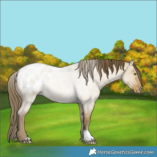 Horse Color:Classic Cream Champagne Roan Dun Blanket