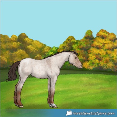 Horse Color:Classic Champagne Roan Dun