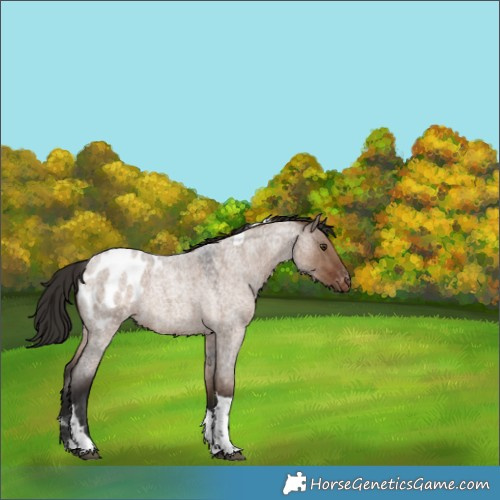 Horse Color:Liver Red Dun Roan Tobiano Blanket 