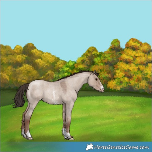 Horse Color:Classic Champagne Roan Dun Sabino 