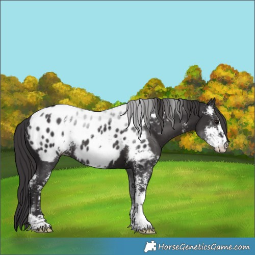 Horse Color:Smoky Black Sabino Near Leopard 