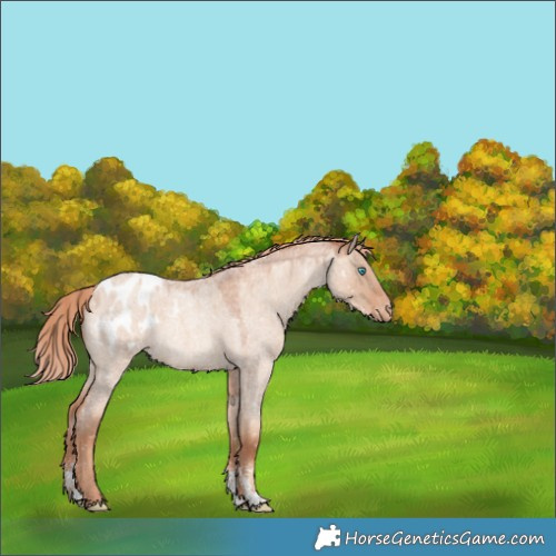 Horse Color:Gold Champagne Roan Dun Sabino Blanket