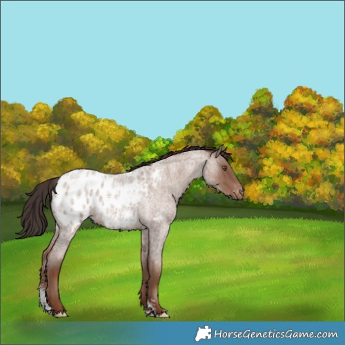 Horse Color:Classic Champagne Roan Sabino Blanket