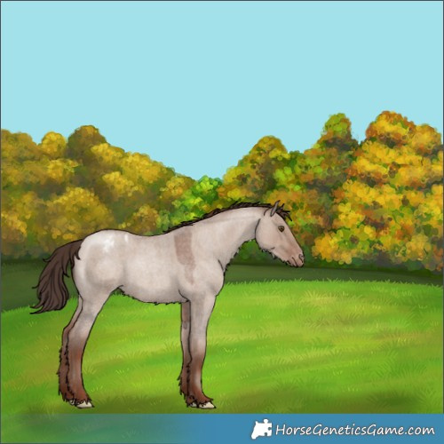 Horse Color:Classic Champagne Roan Dun Varnish