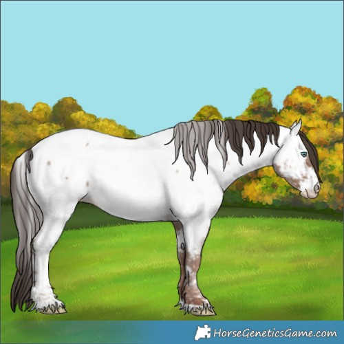 Horse Color:Classic Champagne Roan Sabino Near Fewspot 