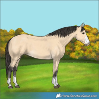 Horse Color:Buckskin 