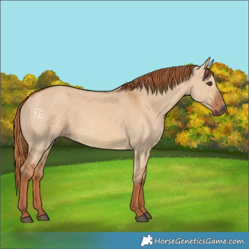 Horse Color:Red Dun 