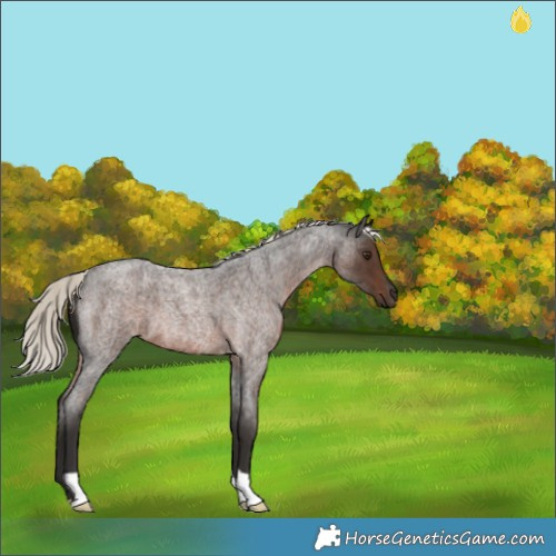 Horse Color:Liver Red Roan Mushroom
