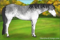 Horse Color:White Spotted Blue Roan 