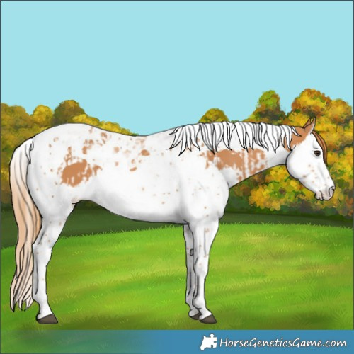 Horse Color:Chestnut Splash Tobiano  and Chestnut Splash Tobiano 