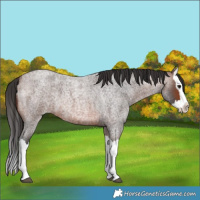 Horse Color:Brown Roan Splash 