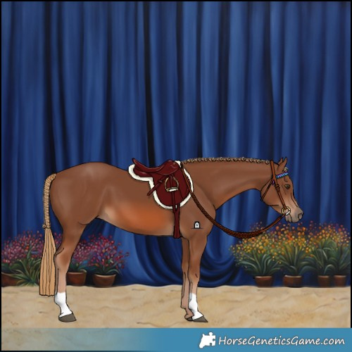 Horse Color:Chestnut 