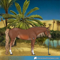 Horse Color:Chestnut 
