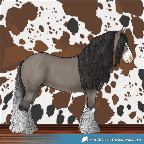 Horse Color:Smoky Grullo Splash 