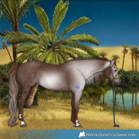 Horse Color:Gray Chestnut