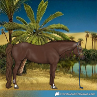 Horse Color:Gray Chestnut 