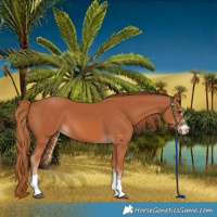 Horse Color:Chestnut 