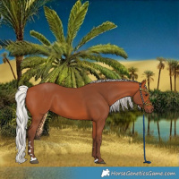 Horse Color:Silver Bay 
