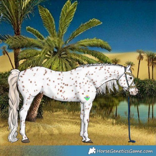 Horse Color:Chestnut Leopard
