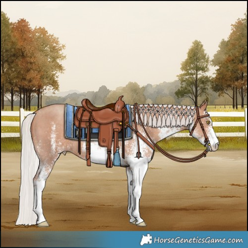 Horse Color:White Spotted Silver Sable Champagne