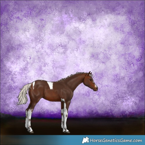 Horse Color:Silver Brown Tobiano 