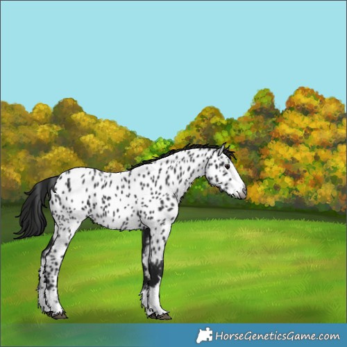 Horse Color:Gray Black Near Leopard 