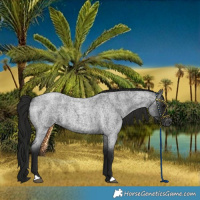 Horse Color:Gray Blue Roan Varnish Rabicano