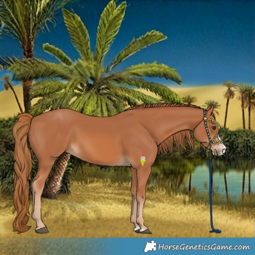 Horse Color:Chestnut Splash 
