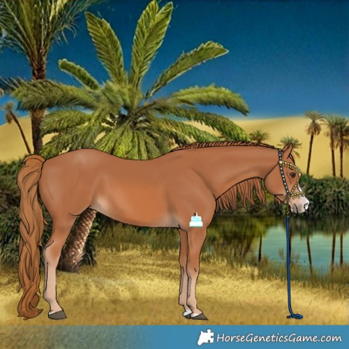 Horse Color:Chestnut Splash 
