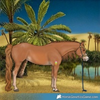 Horse Color:Chestnut Splash