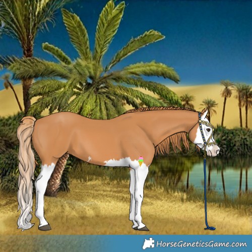 Horse Color:Chestnut Splash