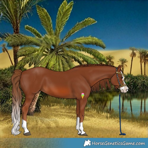 Horse Color:Chestnut Splash 