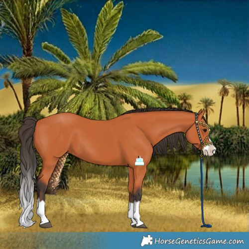 Horse Color:Bay Splash 