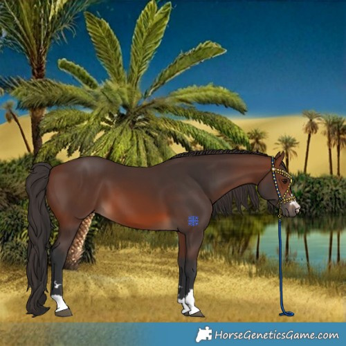 Horse Color:Brown 