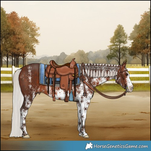 Horse Color:White Spotted Silver Brown