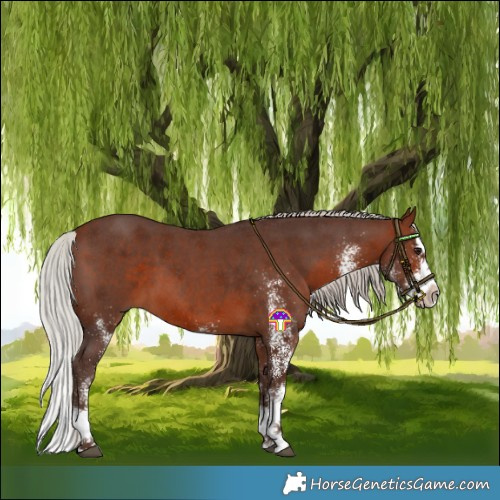 Horse Color:White Spotted Silver Brown Splash
