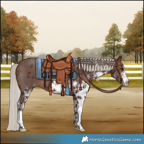 Horse Color:White Spotted Silver Brown 