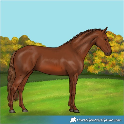 Horse Color:Chestnut 