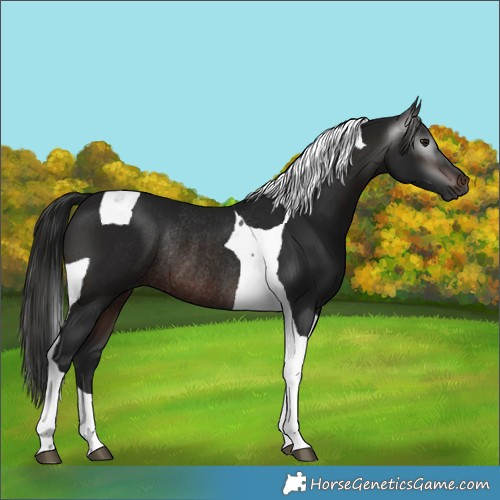 Horse Color:Gray Brown Tobiano Rabicano 