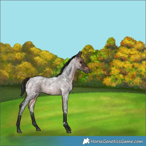 Horse Color:White Spotted Brown Roan 