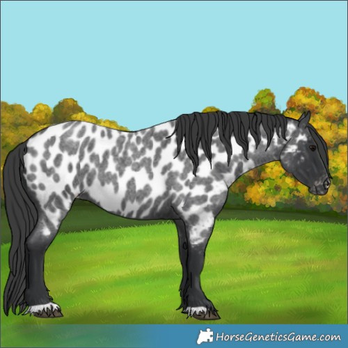 Horse Color:Blue Roan Appaloosa