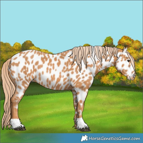 Horse Color:Chestnut Appaloosa