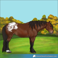 Horse Color:Gray Bay Blanket 