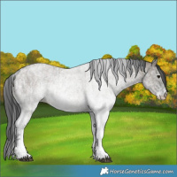 Horse Color:White Spotted Blue Roan Rabicano and White Spotted Grullo Roan Rabicano