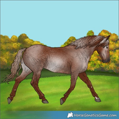 Horse Color:Gray Chestnut 